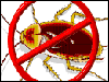 bug-crv